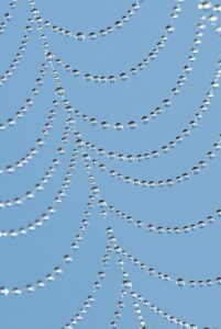 Drops caught in a spiders web Picture by gamagapix via Pixabay